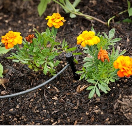 Drip Irrigation: Saves 15 gallons each watering.