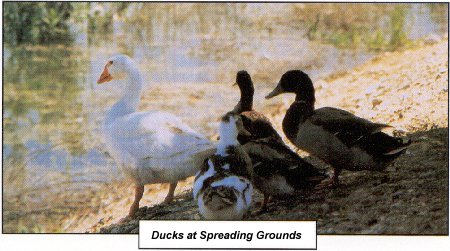 Ducks at Spreading Grounds