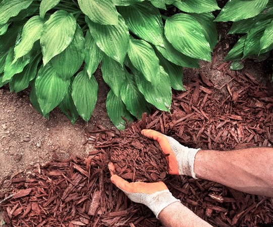 Using mulch on soil surface saves 20-30 gallons per 1,000 square feet each time
